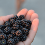 handful of blackberries