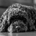 black Cavapoo