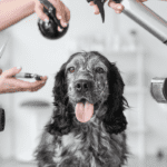 Dog being pampered