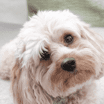 Cavapoo