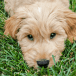 mini goldendoodle on grass