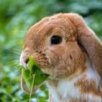 bunny eating leaves