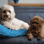 teacup and mini cockapoo