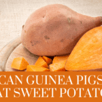 Can guinea pigs eat sweet potato