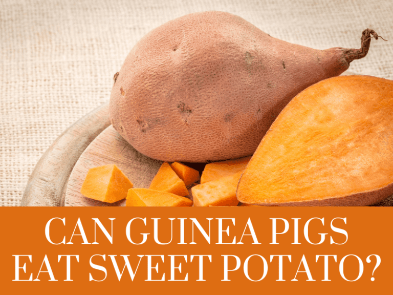 Can guinea pigs eat sweet potato
