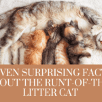 Seven Surprising Facts About the Runt-of-the-Litter Cat