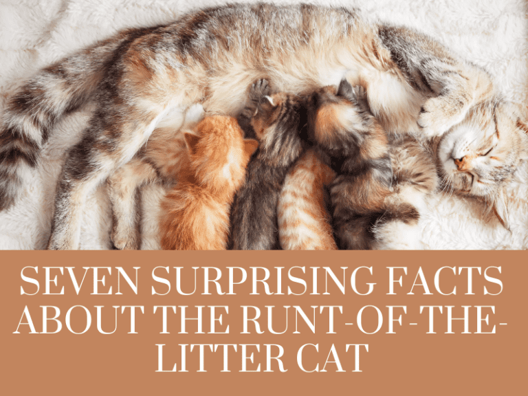 Seven Surprising Facts About the Runt-of-the-Litter Cat