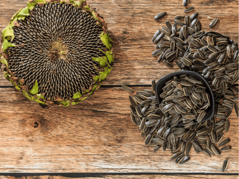 Can Guinea Pigs Eat Sunflower Seeds AnimKy