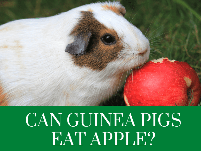 can guine apigs eat apples