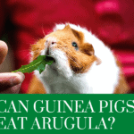 can guinea pigs eat arugula