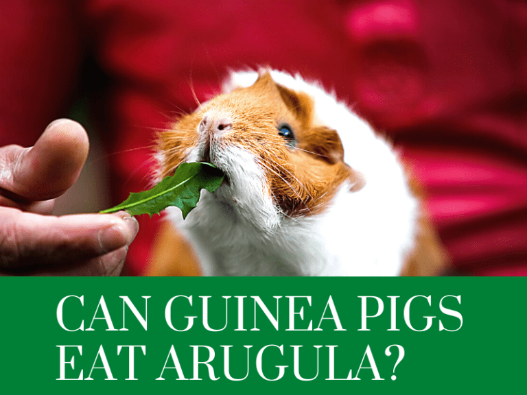 can guinea pigs eat arugula