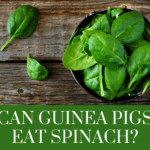 can guinea pigs eat spinach