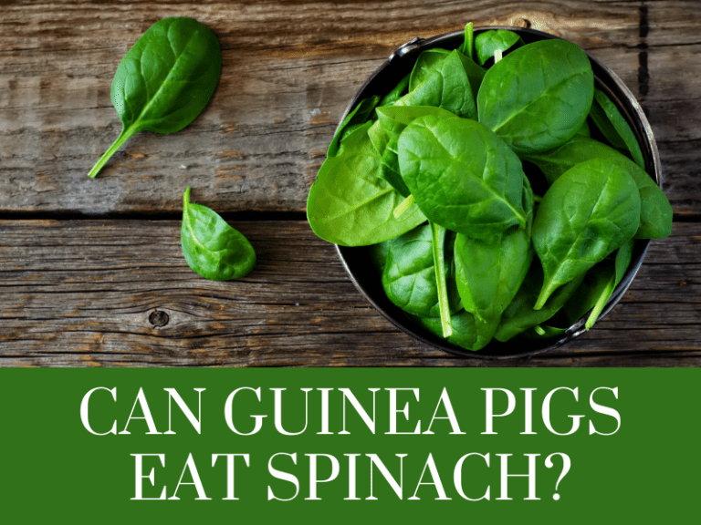 can guinea pigs eat spinach