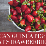 Can guinea pigs eat strawberries