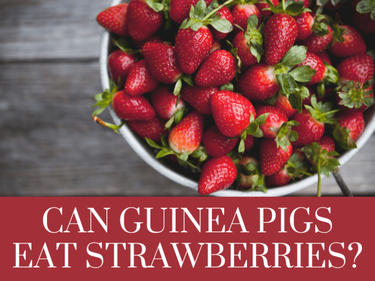 Can guinea pigs eat strawberries