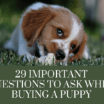 questions to ask when buying a puppy