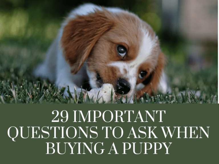 questions to ask when buying a puppy