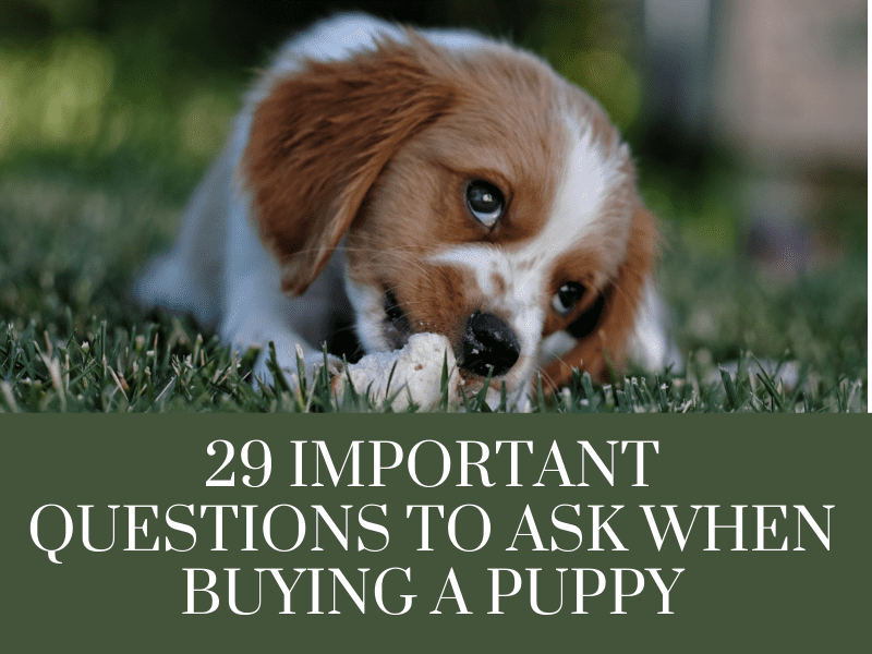 29 Important Questions to Ask when Buying a Puppy AnimKy