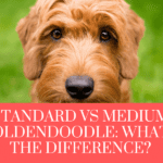 standard vs medium goldendoodle