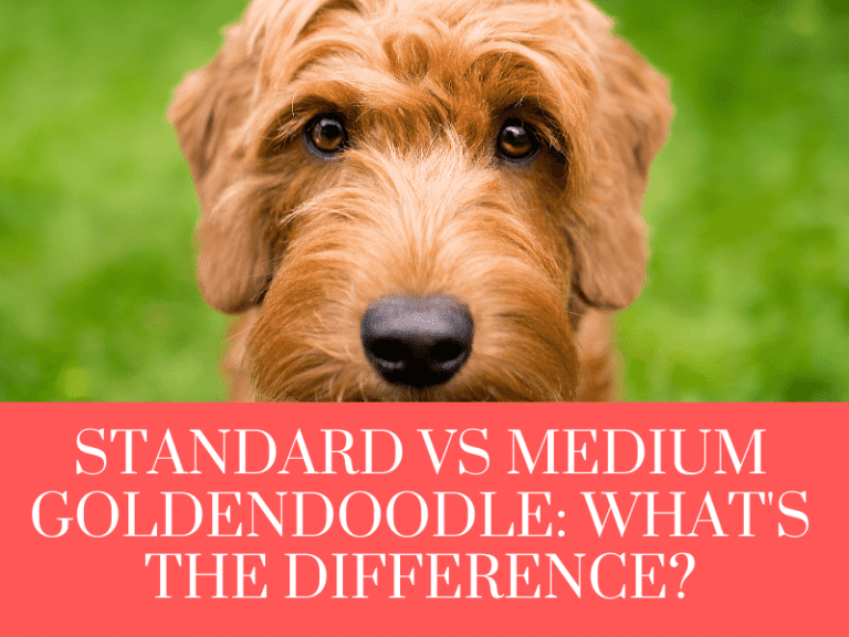 standard vs medium goldendoodle