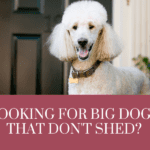 Big Dogs that dont shed