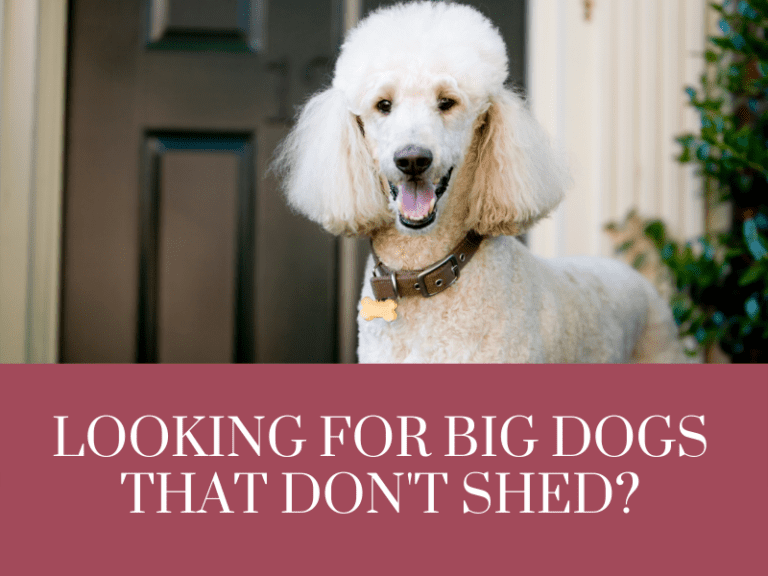 Big Dogs that dont shed