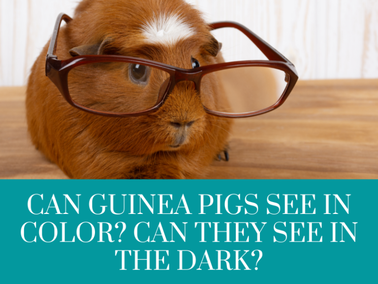 Can guinea pigs see in color