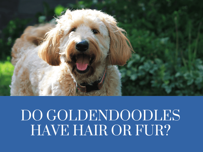 Do Goldendoodles Have Hair or Fur? What to Know About Your Pet’s Coat AnimKy