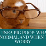 guinea pig poop