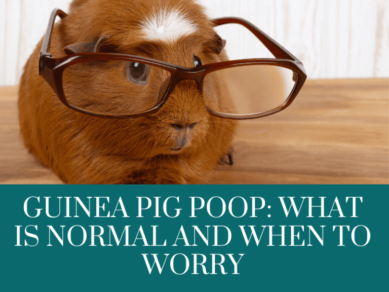 guinea pig poop
