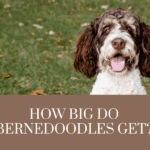 How big do bernedoodles get