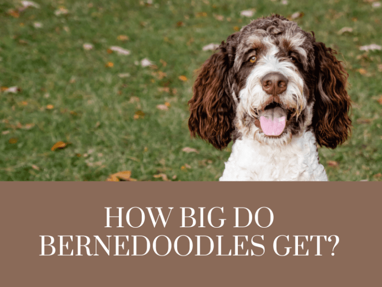 How big do bernedoodles get