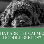 calmest doodle breeds