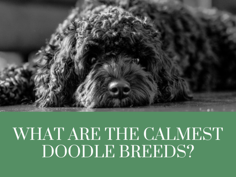 calmest doodle breeds