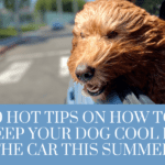 How to keep your dog cool in the car