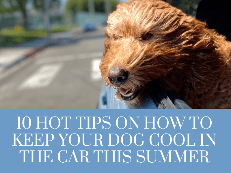 10 Hot Tips on How to keep your dog cool in the car this summer AnimKy