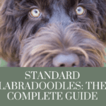 standard labradoodle