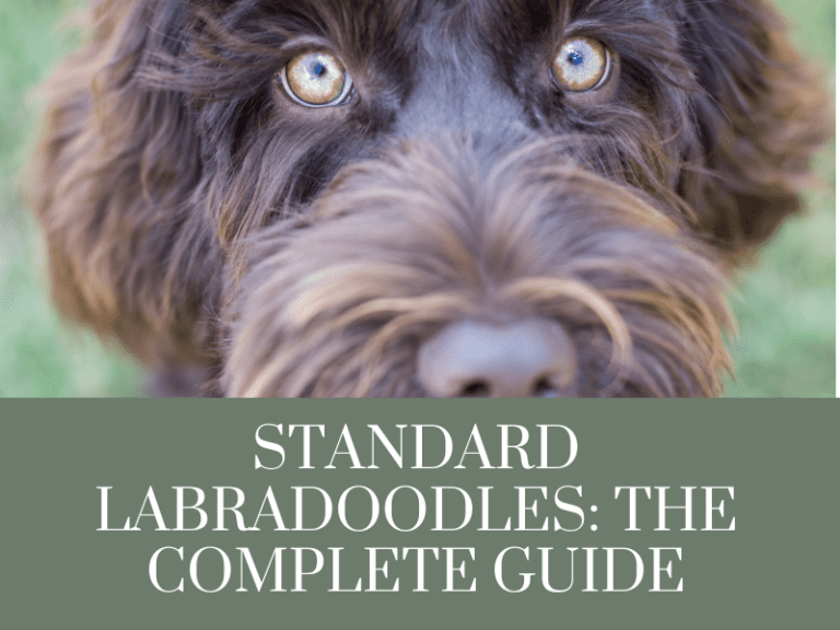 standard labradoodle