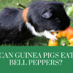 Can guinea pigs eat bell peppers