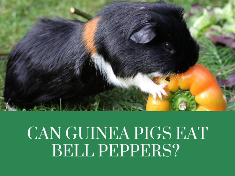 Can guinea pigs eat bell peppers