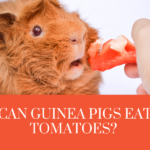Can guinea pigs eat tomatoes