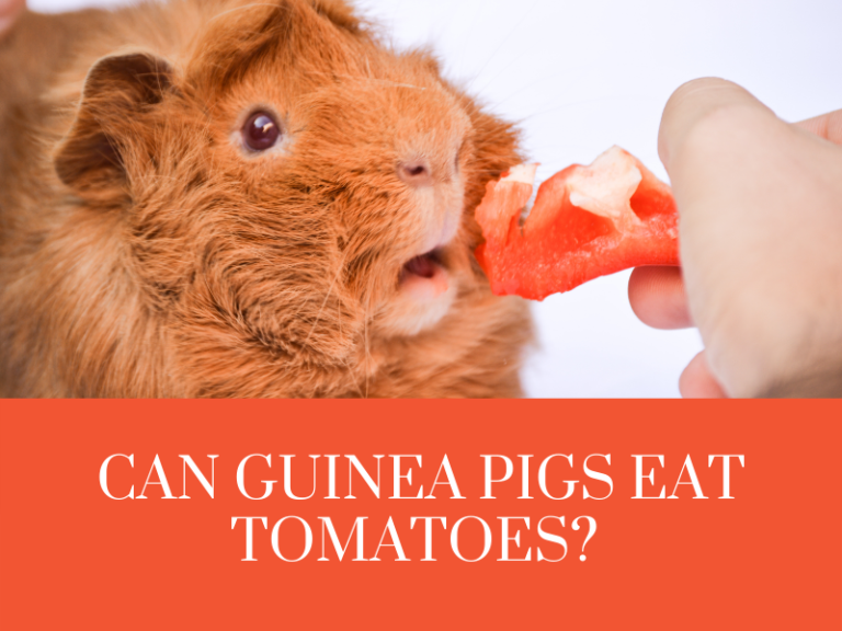 Can guinea pigs eat tomatoes