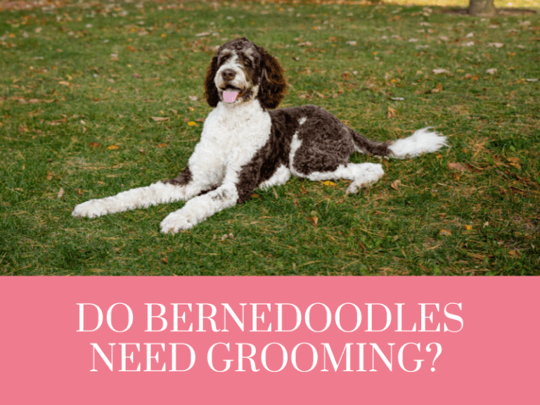 Do bernedoodles need grooming