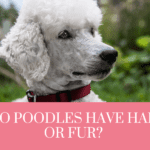 Do poodles have hair or fur