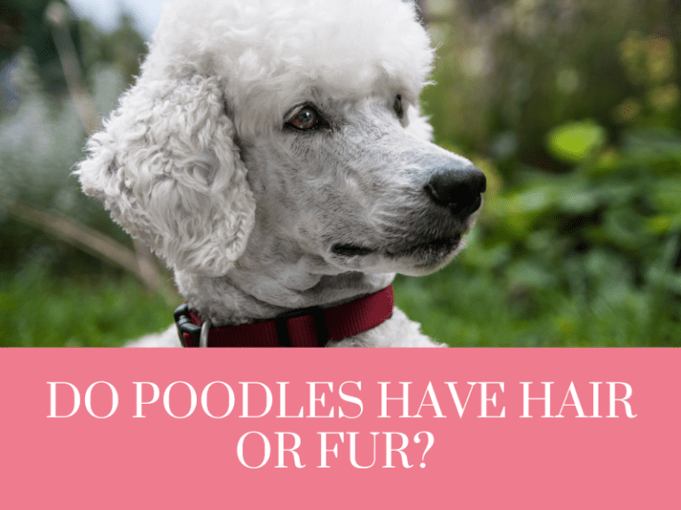 Do poodles have hair or fur