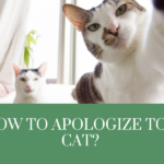 How to apologize to a cat
