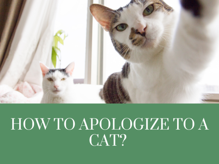 How to apologize to a cat