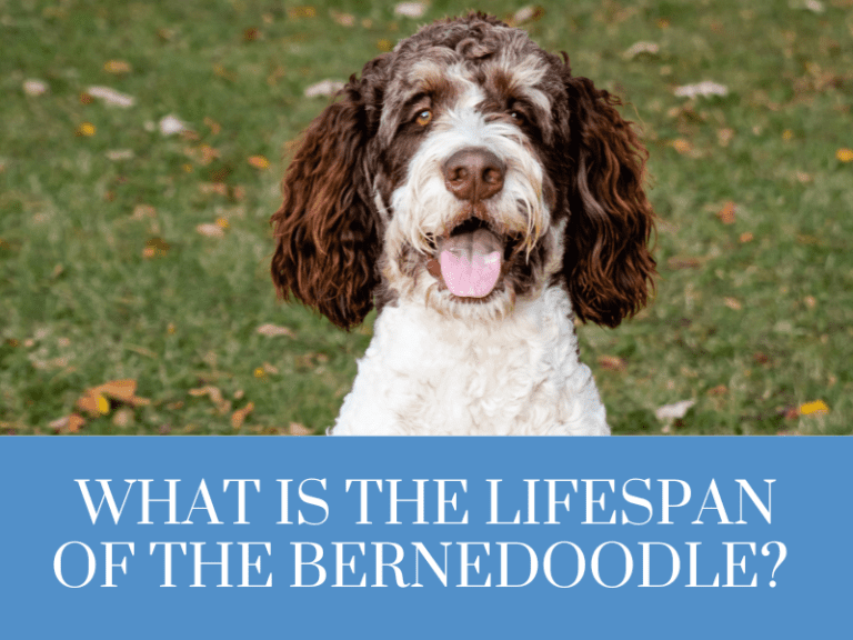 What is the lifespan of a bernedoodle