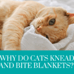 Why do cats knead and bite blankets