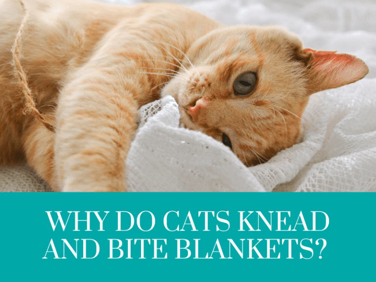 Why do cats knead and bite blankets